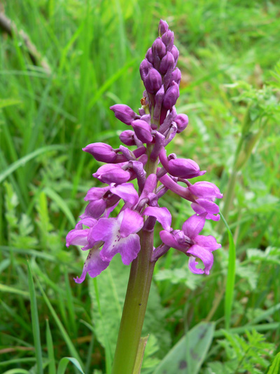 Orchis Mascula